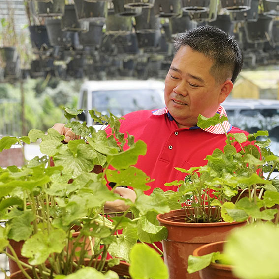 移植山葵苗
